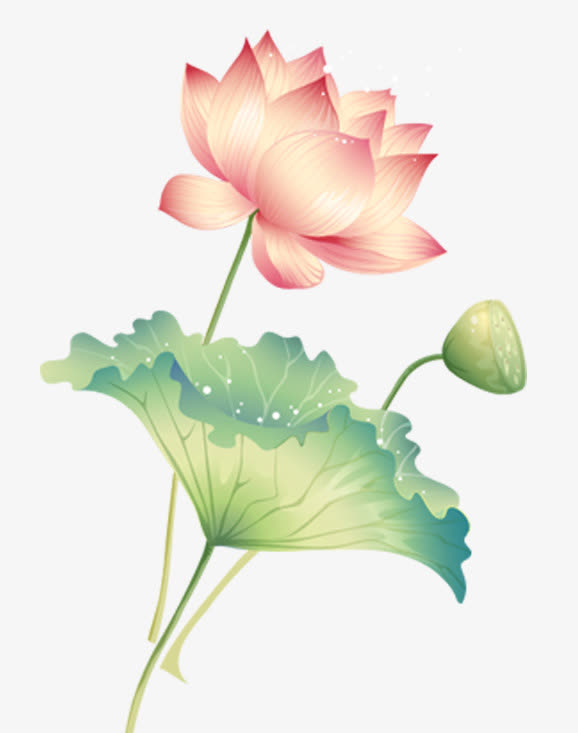 清新荷花免抠