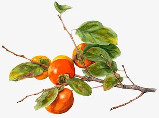 柿子彩绘柿子免抠