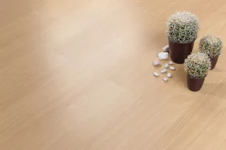 木地板上的仙人掌免抠