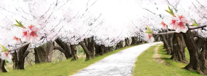 唯美小道背景高清