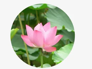 夏日植物荷叶荷花效果免抠