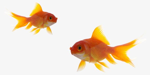 两条小金鱼免抠