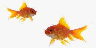 两条小金鱼免抠