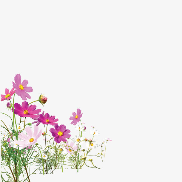 鲜花图案免抠