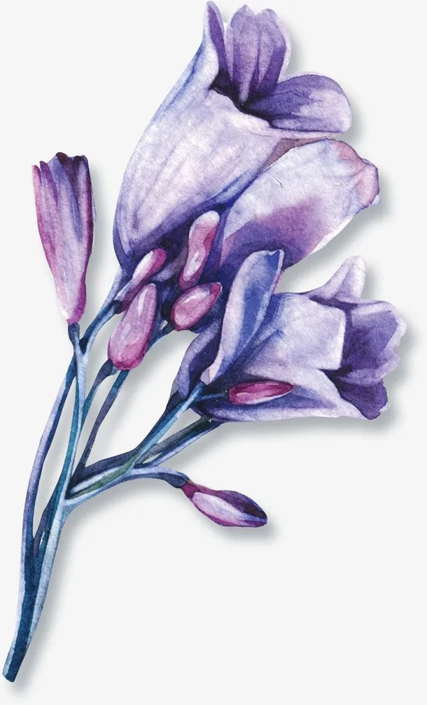 水彩花朵免抠
