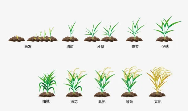 稻子生长过程免抠