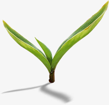 发芽春天抽芽植物免抠