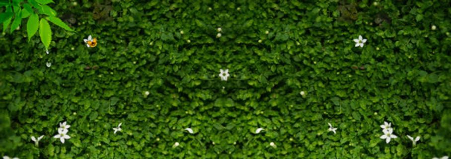 绿草背景墙背景