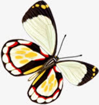 时尚春天手绘蝴蝶免抠装饰动物元素