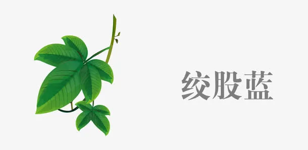 中药绞股蓝免抠