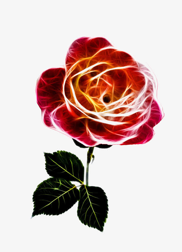 火焰玫瑰花免抠
