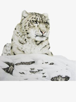 雪山上雪白的雪豹免抠