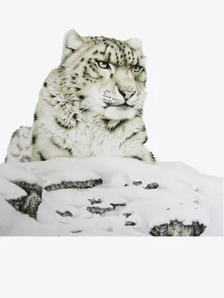 雪山上雪白的雪豹免抠