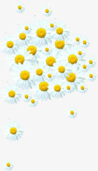 白色唯美户外春天花朵免抠