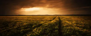 秋季麦田风景背景高清