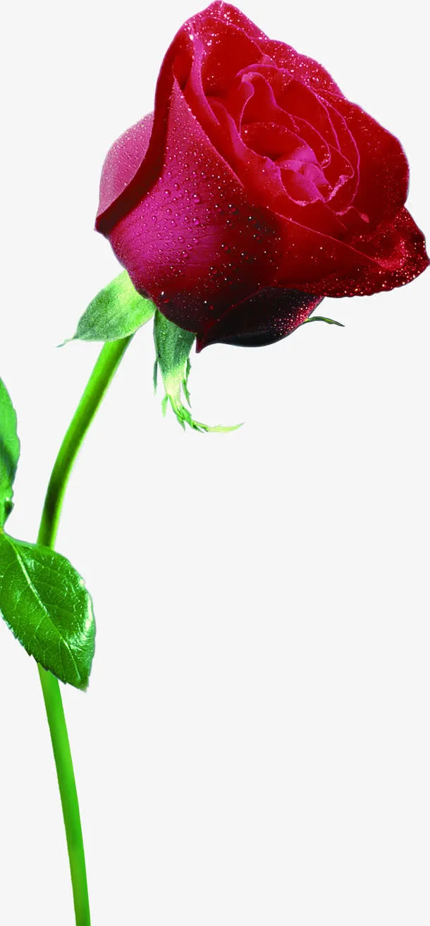 花径绿叶粉色花朵免抠