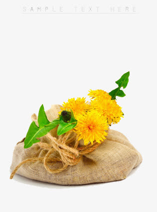 麻布袋里装正的黄色菊花免抠