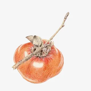 柿子手绘画素材图片免抠