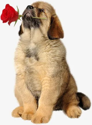 叼着玫瑰的小狗免抠