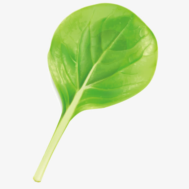 矢量食物白菜叶子免抠