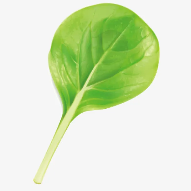 矢量食物白菜叶子免抠