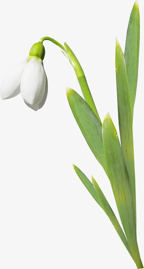 百合花花枝免抠
