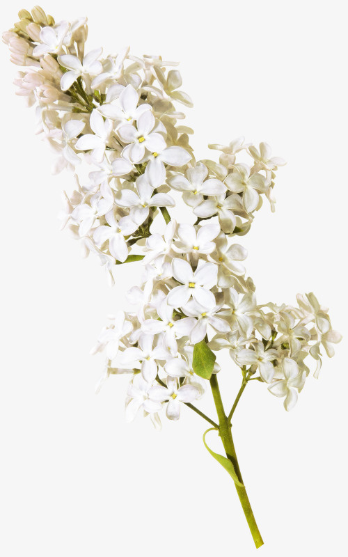 鲜花凤尾兰免抠