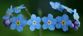 唯美花瓣banner背景