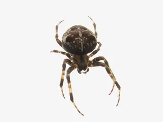 动物小蜘蛛免抠