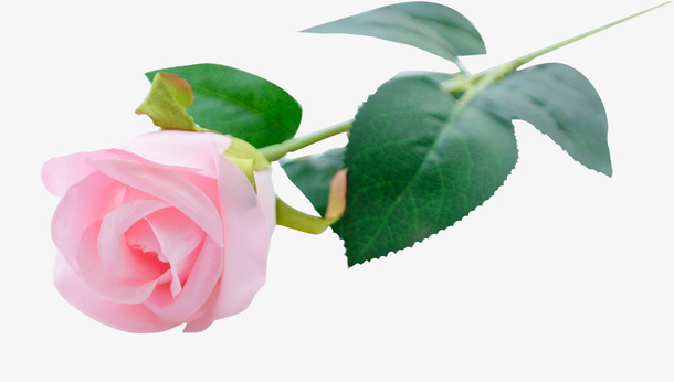 花 ，玫瑰花  春天元素免抠