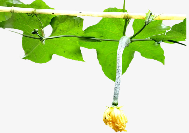 藤架上吊挂的顶花丝瓜免抠