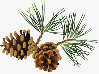 卡通松树枝免抠