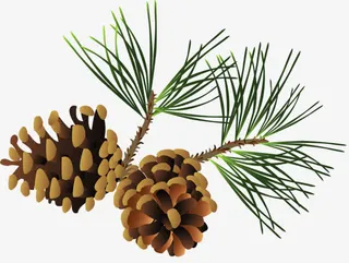 卡通松树枝免抠