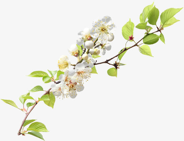白色春天花朵树叶美景免抠