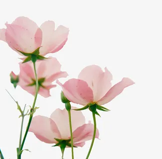 奔放的花姹紫嫣红免抠 奔放的花姹紫嫣红免抠