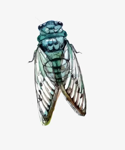 插画彩色蝉免抠