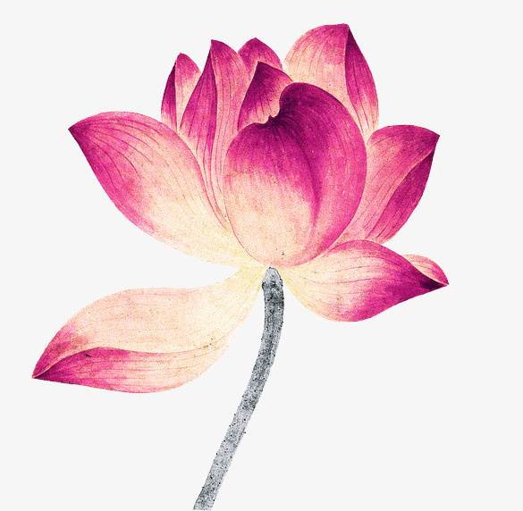 清纯淡雅荷花免抠