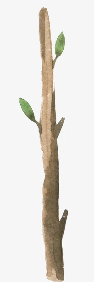 树干树枝水彩插画免抠