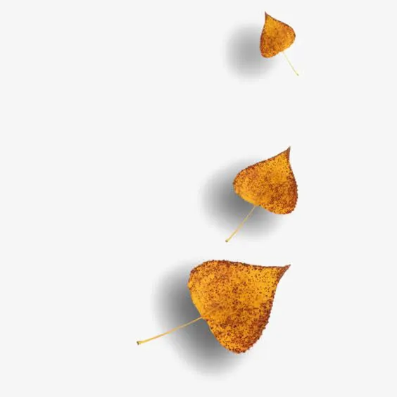 落叶免抠