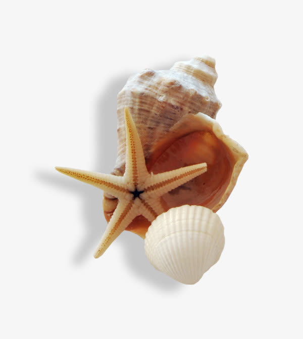 贝壳海星免抠