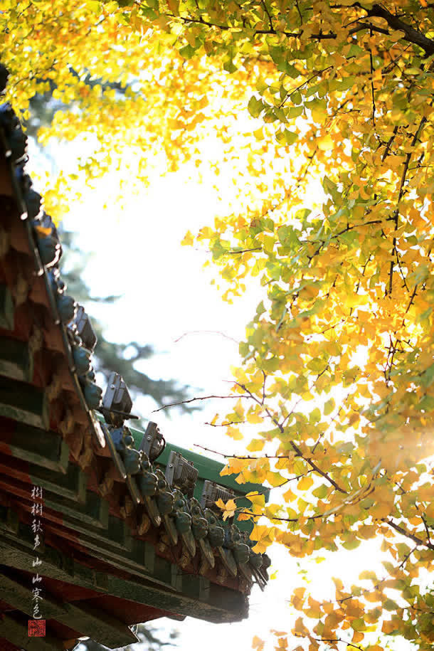 阳光下的黄色树叶壁纸免抠