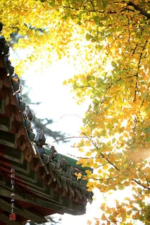 阳光下的黄色树叶壁纸免抠