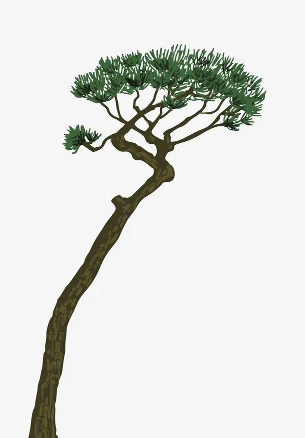 延伸生长的松树免抠