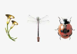 牵牛花蜻蜓七星瓢虫免抠