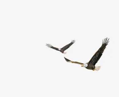 大雁免抠 大雁免抠