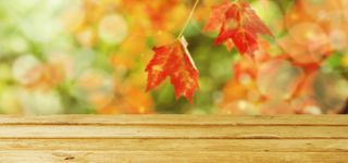 复古桌面梦幻枫叶背景高清