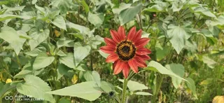 春日红色向日葵高清