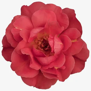 一朵大红花免抠