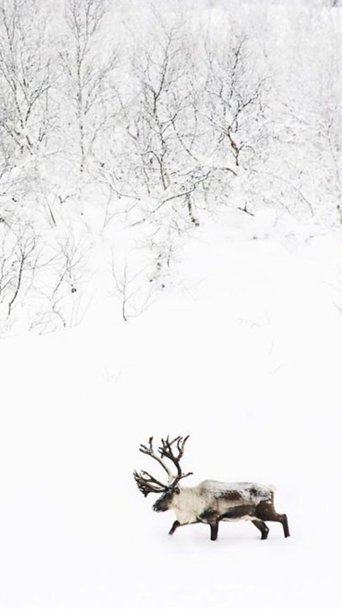 雪中的麋鹿高清