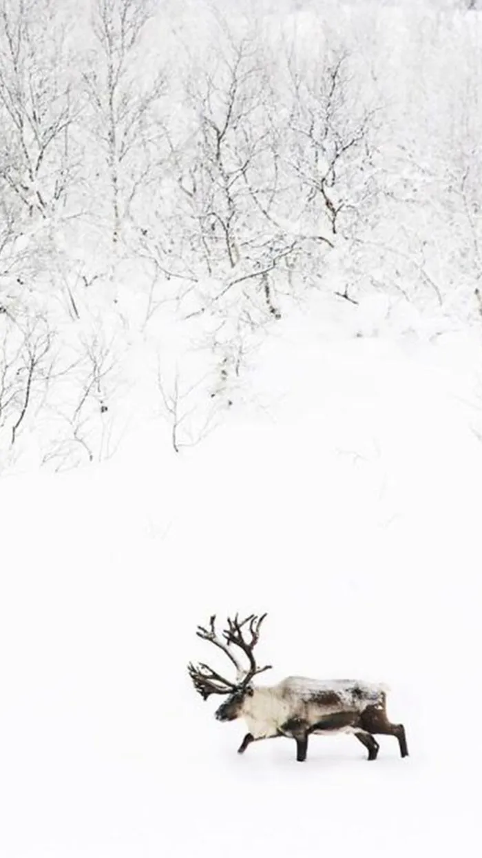 雪中的麋鹿高清